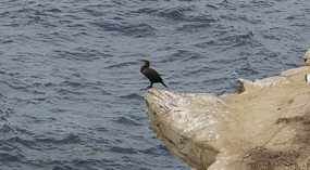 La Jolla21