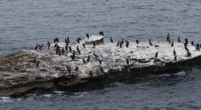 La Jolla22