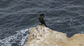 La Jolla23