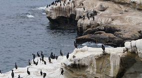 La Jolla6
