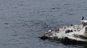 La Jolla7