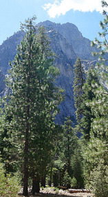 Kings Canyon19