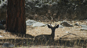Kings Canyon24
