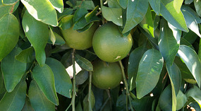 Obst6
