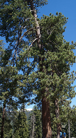 Sequoia1