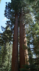 Sequoia2