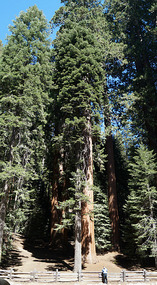 Sequoia3