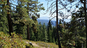 Sequoia4