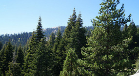 Sequoia5