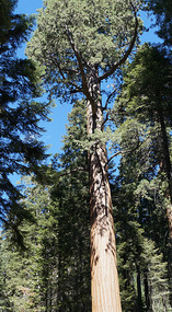 Sequoia6