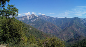 Sequoia8