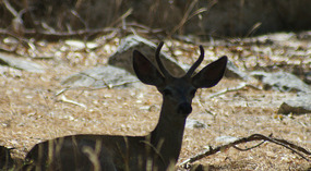 Wildlife1