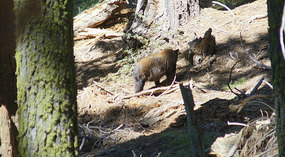 Wildlife2