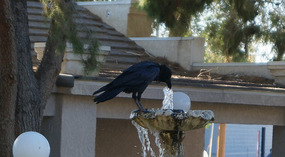 Pahrump1