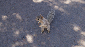 Grand Canyon39