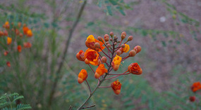 Odo Valley7