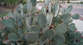 Odo Valley8