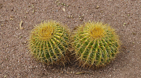 Phoenix10