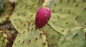 Kakteen10