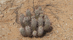 Kakteen14