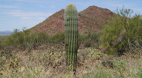 Kakteen17