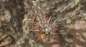 Kakteen30