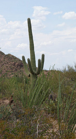 Kakteen36