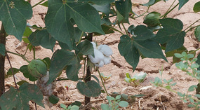 Kakteen39