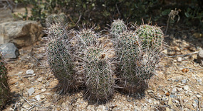 Kakteen42