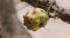Kakteen50