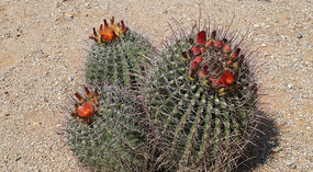 Kakteen55