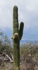 Kakteen56