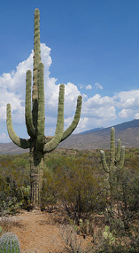 Kakteen57