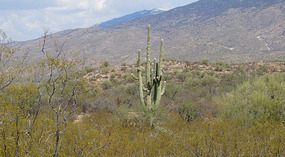 Kakteen58