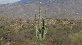 Kakteen59