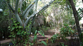 Botanical Garden4