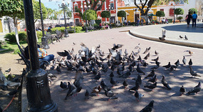 Campeche Altstadt12