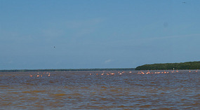 Celestun5