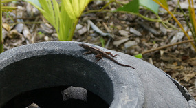 Sandos Caracol11