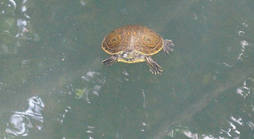 Sandos Caracol12
