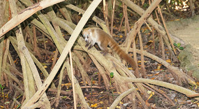 Sandos Caracol3