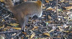 Sandos Caracol5