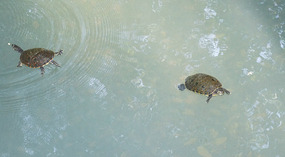 Sandos Caracol7