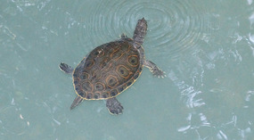 Sandos Caracol8
