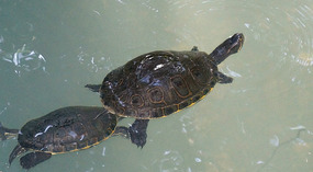 Sandos Caracol9