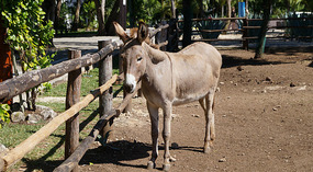 Sandos Playacar10