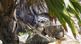 Tulum33