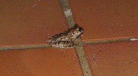 Frosch