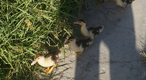 Chetumal8