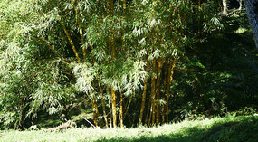 Cascada de Misol-Ha2